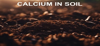 Calcium in Soil