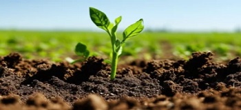 Fertiliser Testing