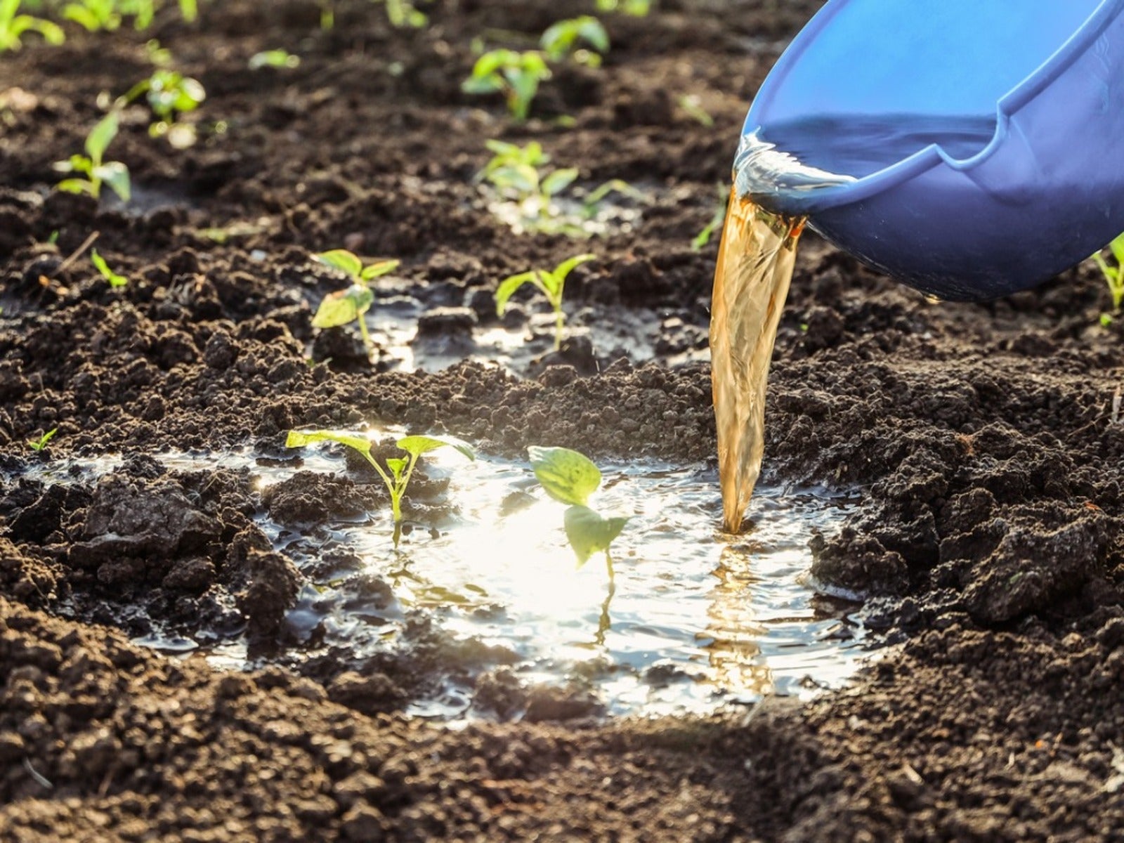 An image showing some liquid fertiliser.